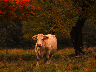 biała krowa stojąca na pastwisku w jesiennej aułrze © Arek mały