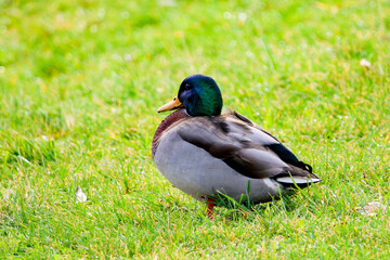 Obraz premium Mallard duck feeding at grassy riverbank beside calm water surface. Duck searching for food near shore, peaceful mood, wetland habitat, natural wildlife behavior concept