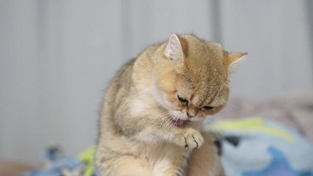 Shy cat with brown fur covering face, sitting indoor soft blanket, playful cute animal pet, adorable kitten expressing bashful emotion, gentle fluffy relaxed domestic feline, cozy peaceful