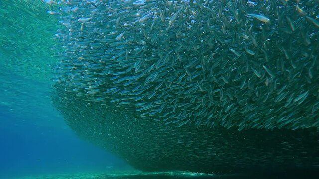 Infinite silvery cloud of Silversides gather in such numbers that they form continuous, shimmering ceiling, dense shadow on seafloor adds sense of immense weight and scale to this natural phenomenon