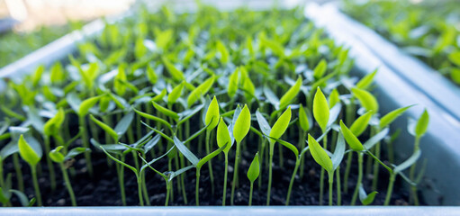 Young pepper or tomato seedlings in trays on a windowsill, home gardening concept