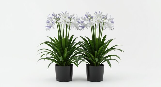 Lush Agapanthus plants in ebony pots set against a clean white backdrop for floral design