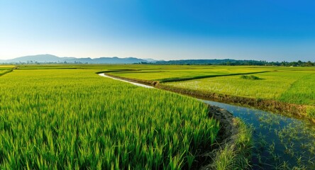 Obraz premium Growing rice plantation with water channels during productive farming season beneath sunny sky