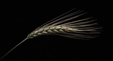 Obraz premium Close range wheat ear on a deep shadowed natural background