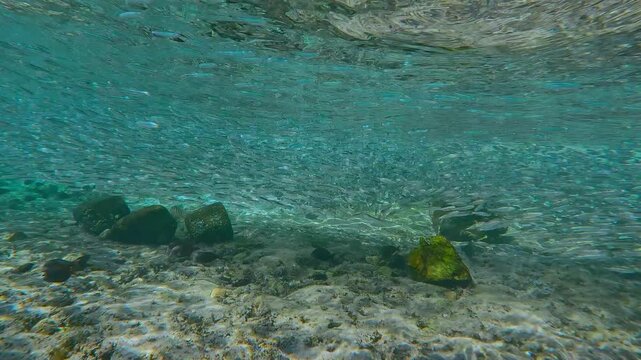 Forward-moving shot approaching massive, unbroken chain of Atherina fish. Silver flow stretches to horizon over sandy-rocky seabed dense, shimmering massive chain of Silverside swarm