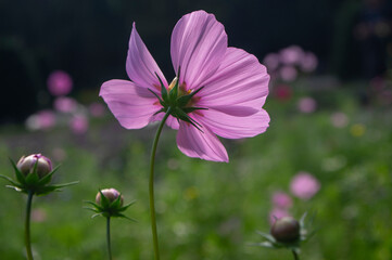 Fototapeta premium Cosmos bipinnatus mexican aster flowering white pink garden plants, group of beauty petal flowers in bloom on green background