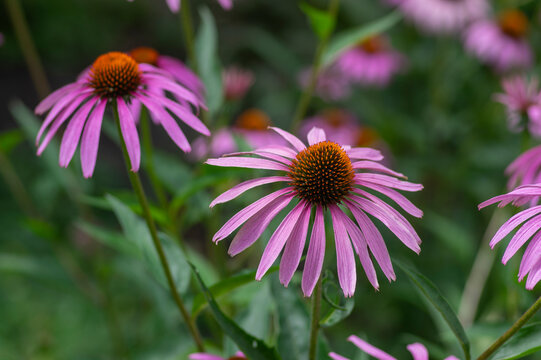 Echinacea purpurea purple white coneflowers flowering plants, group of ornamental medicinal hedgehogs flower in bloom