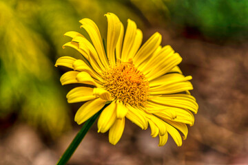 Obraz premium A Vibrant Yellow Daisy In Flower 