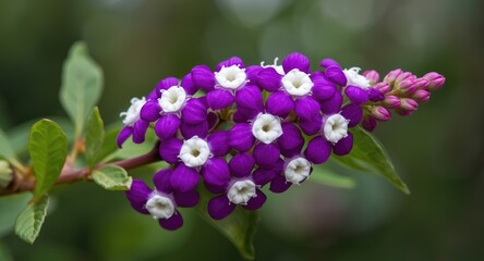 Obraz premium Fabaceae family plant branch with vibrant purple and white flowers in full bloom close up