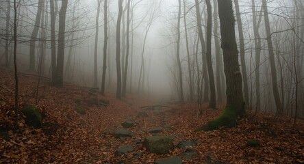 Fototapeta premium Peaceful forest trail blanketed by fog featuring stones and fallen leaves in a remote natural location