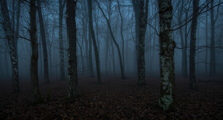 Fototapeta premium Eerie nighttime woodland scene with cold fog swirling among beech tree trunks