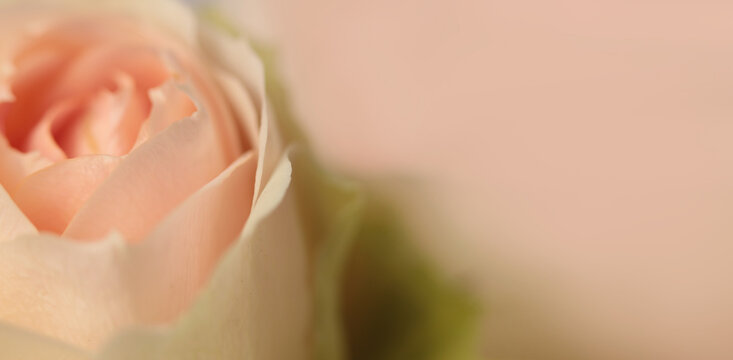 Close-up selective soft focus cream beige pink Rose Fower bud Petal bouquet. Macro Natural blur abstract horizontal background.
