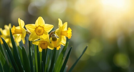 Obraz premium Close up perspective of glowing yellow daffodil blooms enhanced by sunlight