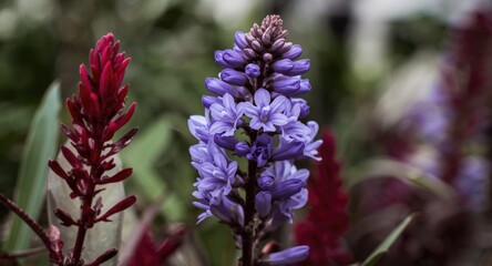 Obraz premium Close up view of violet flowers blooming with a red plant blossom in a lush garden setting