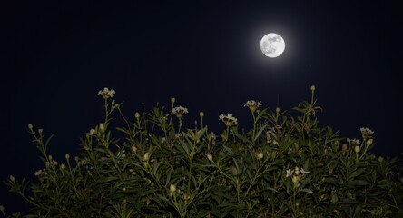 Fototapeta premium Nighttime moonflower bush blossom illuminated by bright full moon in sky