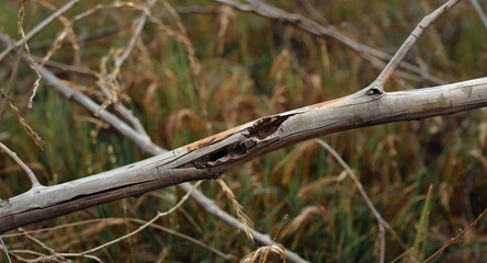 Fototapeta premium Sharp image of a decayed willow branch cracked in wildgrass setting