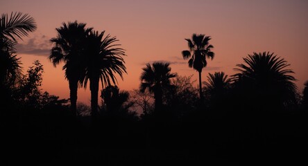 Obraz premium Silhouettes of palms at twilight with a subtle retro photographic tone