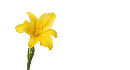 Naklejka premium Single yellow freesia flower isolated on a clean white backdrop