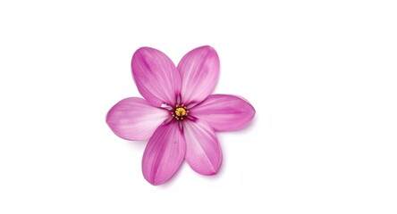 Obraz premium Clipping path isolation of purple magnolia on a plain white background surface