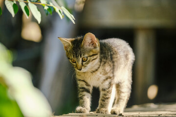 Obraz premium Cute kitten exploring outdoors closeup in yard, curious young animal.
