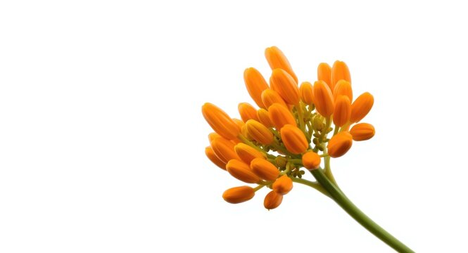 Orange neroli flower with clustered buds isolated on a white studio background