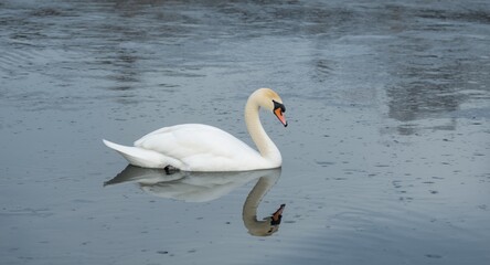 Obraz premium Quiet swan resting on a reflective icy lake in cool winter