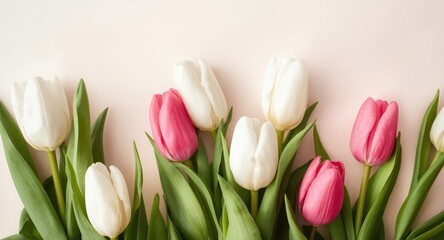 Obraz premium Gentle spring floral arrangement of white and pink tulips with a peaceful soft background