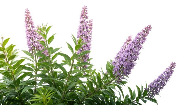 Vitex agnus castus flowering shrub with fresh green foliage on a clean white backdrop highlighting vivid purple flowers