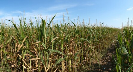 Obraz premium Panoramic view of a corn maze with tall stalks and open sky
