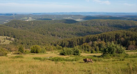 Fototapeta premium Extensive heath and sprawling woodland landscape with gentle hills