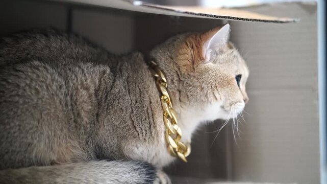 Golden brown cat with blue eyes wearing chunky gold chain, soft fur, playful pet animal, luxury domestic feline jewelry, sitting inside cozy cardboard box, relaxed elegant stylish mammal