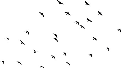 Fototapeta premium A flock of birds in flight on a white background