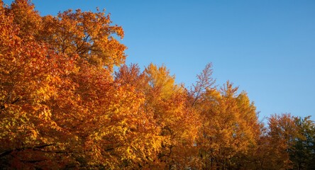 Fototapeta premium Glowing golden and orange foliage basking in warm sunlight with a flawless blue sky