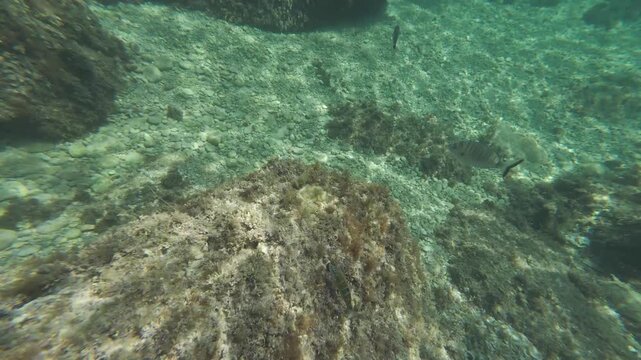 Sargo fish swimming underwater near seaweed rocks