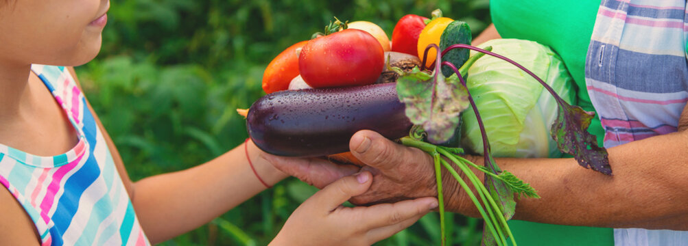 Grandmother in the garden with a child and a harvest of vegetables. Selective focus.