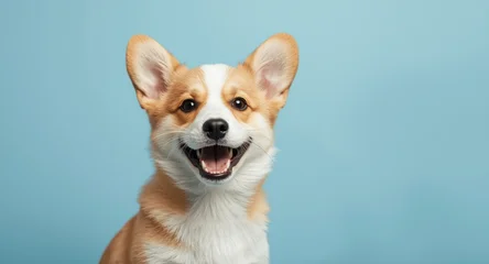 Fotobehang Dierenarts Energetic corgi puppy with a wide grin in front of a soft blue backdrop  © AkuAku