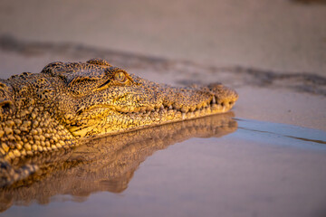 Fototapeta premium Nile crocodile in Chobe River