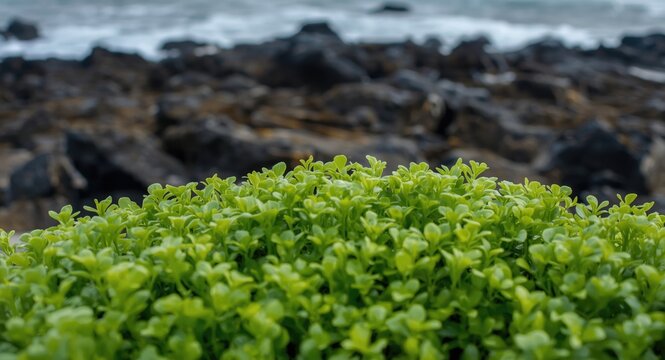 Closeup of bright green ulva lactuca seaweed thriving on sea facing rocky coast