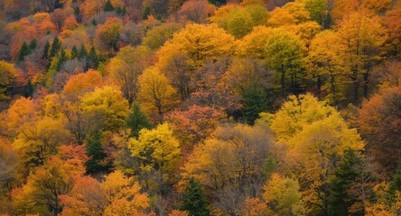 Fototapeta premium Mountainous autumn terrain filled with deciduous trees showcasing vivid yellow and orange leaf colors