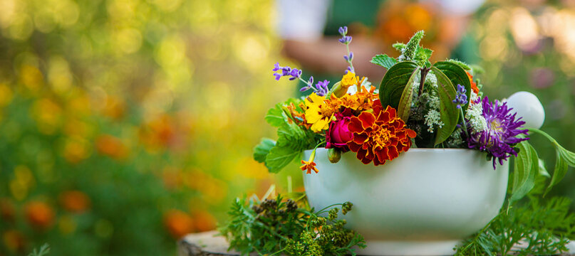 The woman collects medicinal herbs and flowers. Selective focus.