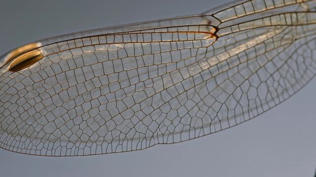 A close-up view of a delicate dragonfly wing with intricate network patterns