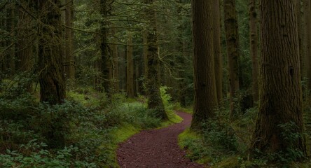 Fototapeta premium dense lush forest with a moss covered tunnel winding through tall trees