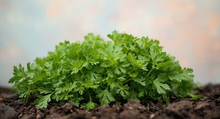 Obraz premium Natural parsley leaves growing in garden setting with pastel toned background and copy space