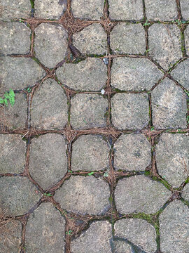Arrangement of paving stones on a path overgrown with moss and scattered with dry pine needles in between.
