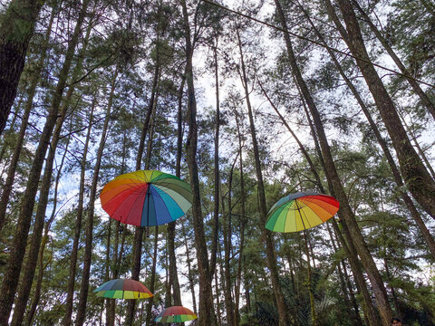 Jakarta, Indonesia - March 26, 2026: View of colorful umbrellas hung high between the canopies of pine trees (Pinus merkusii) against a clear sky background.