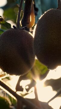 Ripe kiwifruit on the tree surrounded by leaves before picking. Golden kiwi hanging in orchard.