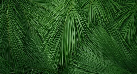 Obraz premium Natural fresh vetiver texture with vibrant decorative appeal