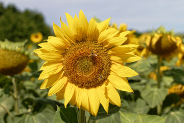 Naklejka premium Close-up of a vibrant sunflower in a field with bees collecting nectar on a sunny day