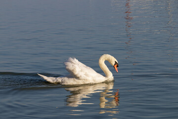 Naklejka premium Elegant white swan glides gracefully across calm blue water with reflection