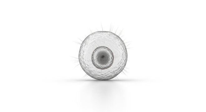 Transparent Cellular Structure with Microfilaments in 3D Visualization